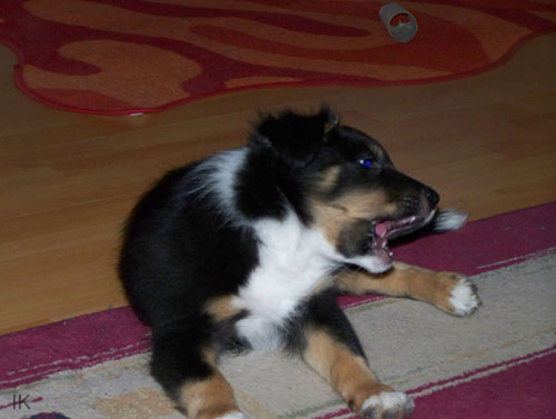 Bild 004