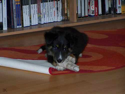 Bild 011