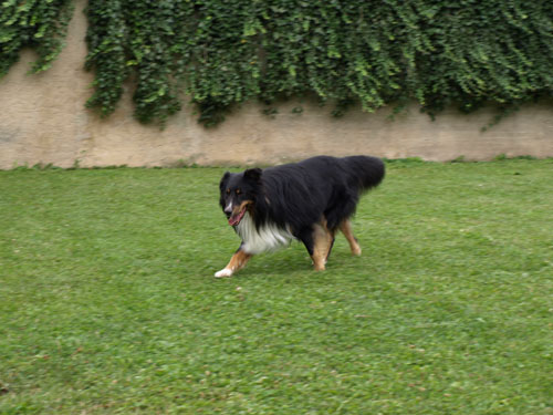 P7268590
